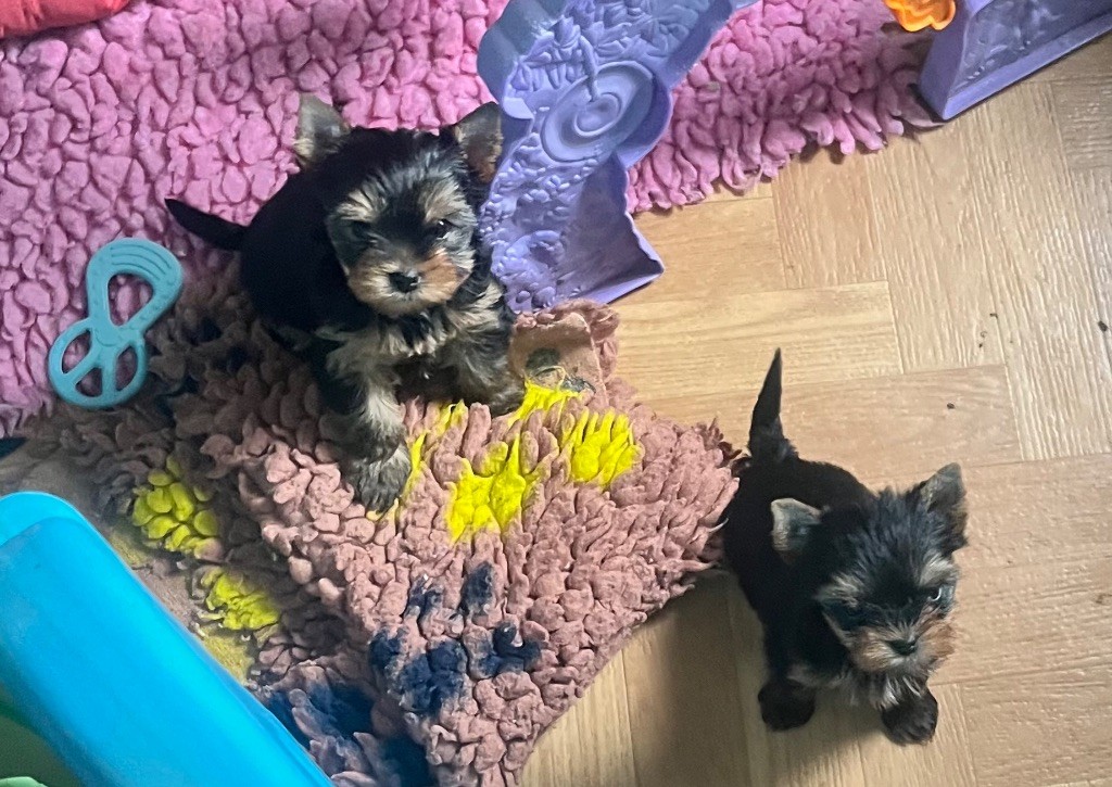 De L'Eternelle Smartys - Chiot disponible  - Yorkshire Terrier