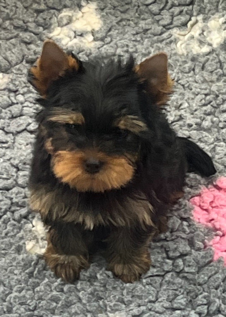 chiot Yorkshire Terrier De L'Eternelle Smartys