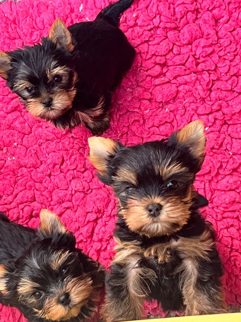 chiot Yorkshire Terrier De L'Eternelle Smartys