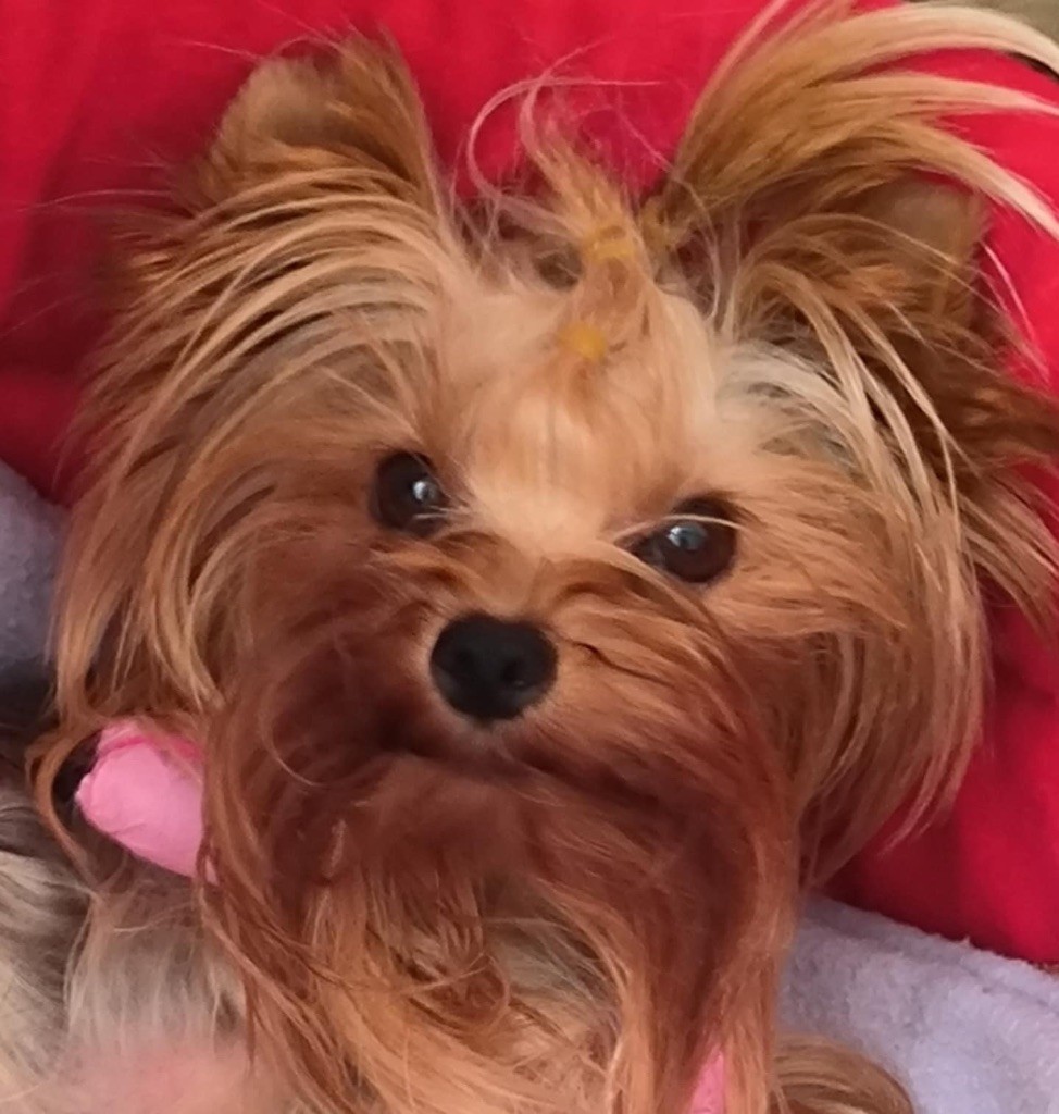 Tolo black beauty De L'Eternelle Smartys