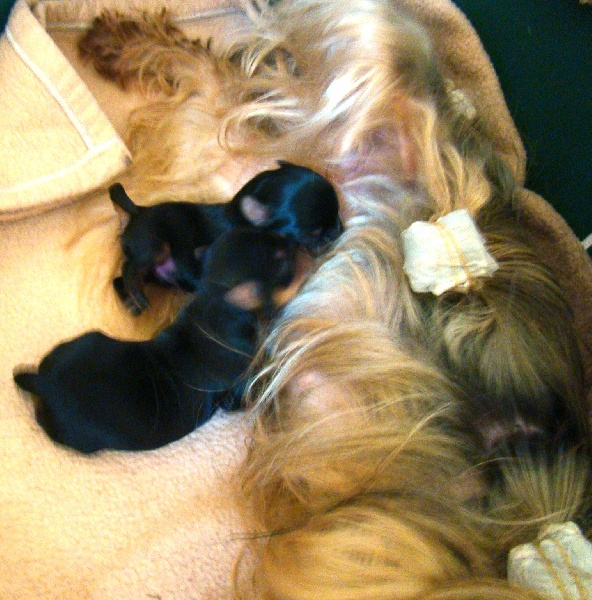 De L'Eternelle Smartys - Yorkshire Terrier - Portée née le 13/09/2013