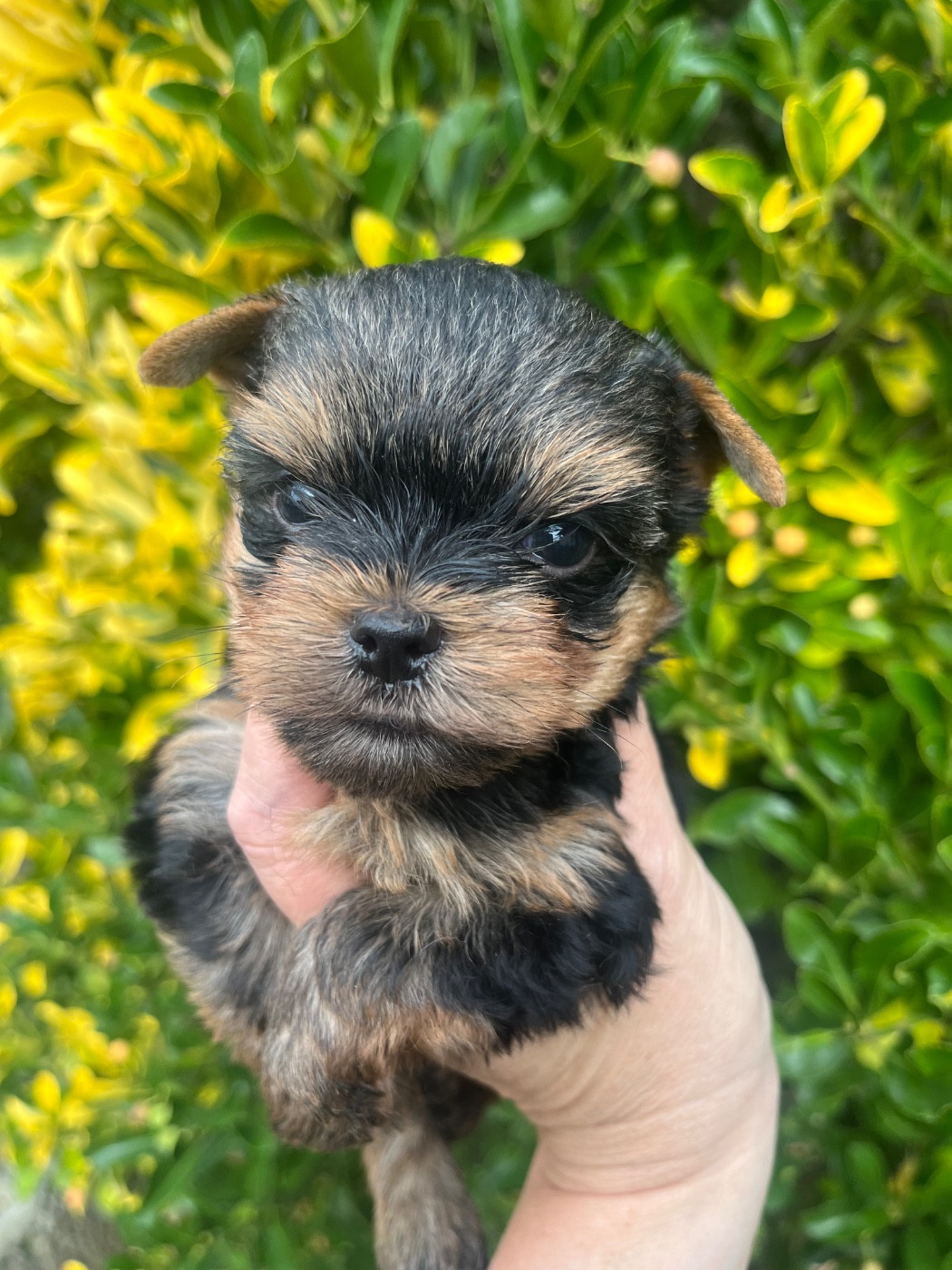 De L'Eternelle Smartys - Chiots disponibles - Yorkshire Terrier