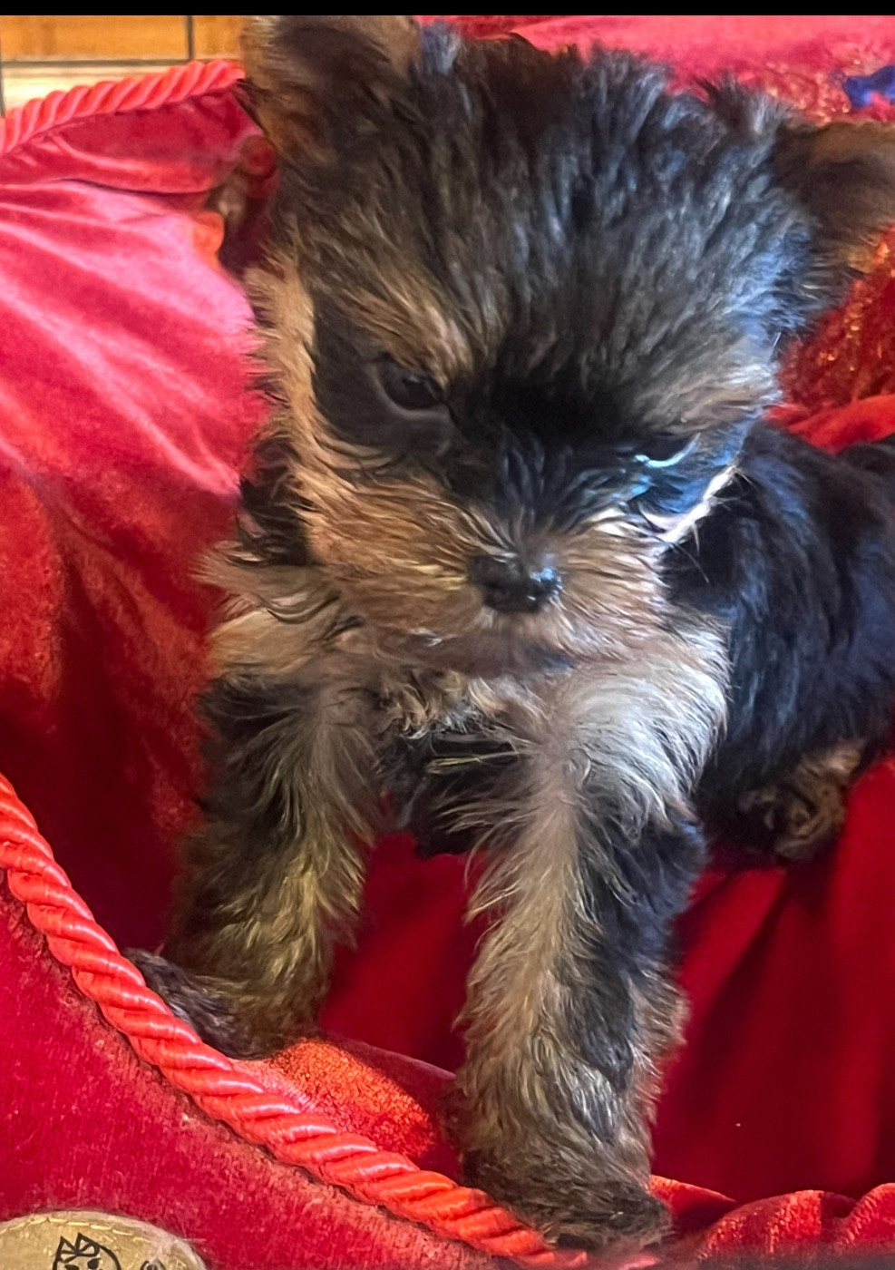 De L'Eternelle Smartys - Chiots disponibles - Yorkshire Terrier