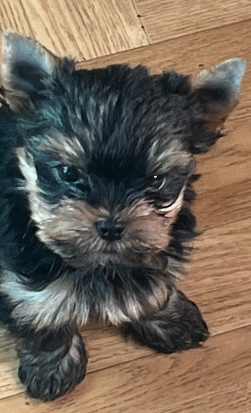 De L'Eternelle Smartys - Chiots disponibles - Yorkshire Terrier