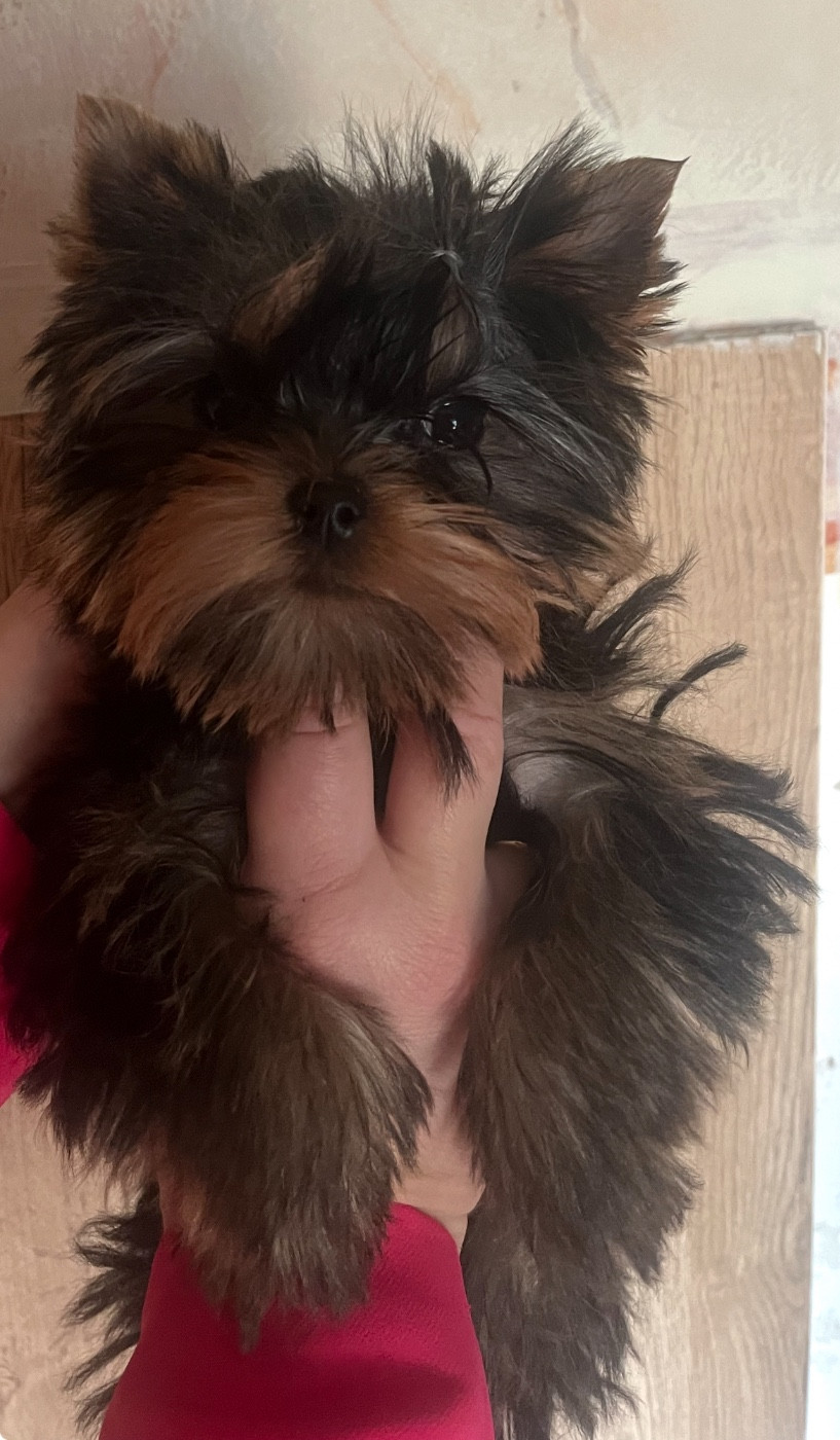 De L'Eternelle Smartys - Chiots disponibles - Yorkshire Terrier