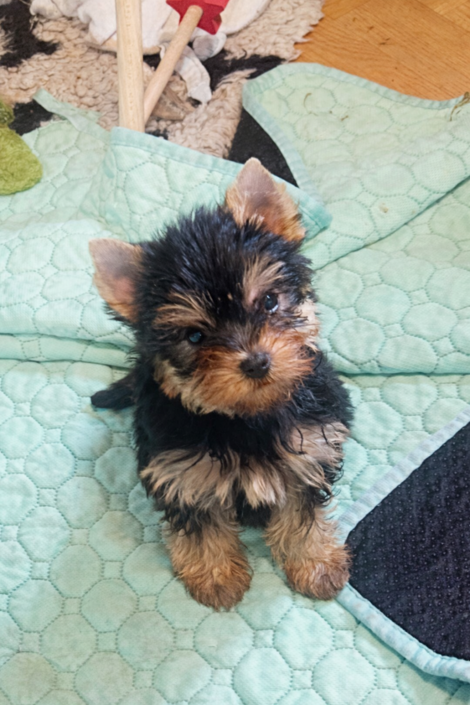 De L'Eternelle Smartys - Chiots disponibles - Yorkshire Terrier