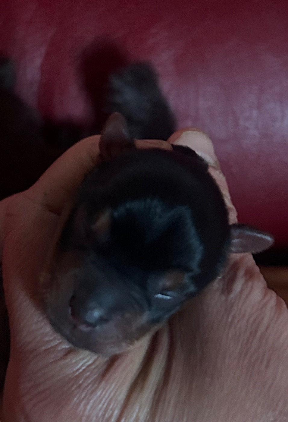 De L'Eternelle Smartys - Chiots disponibles - Yorkshire Terrier