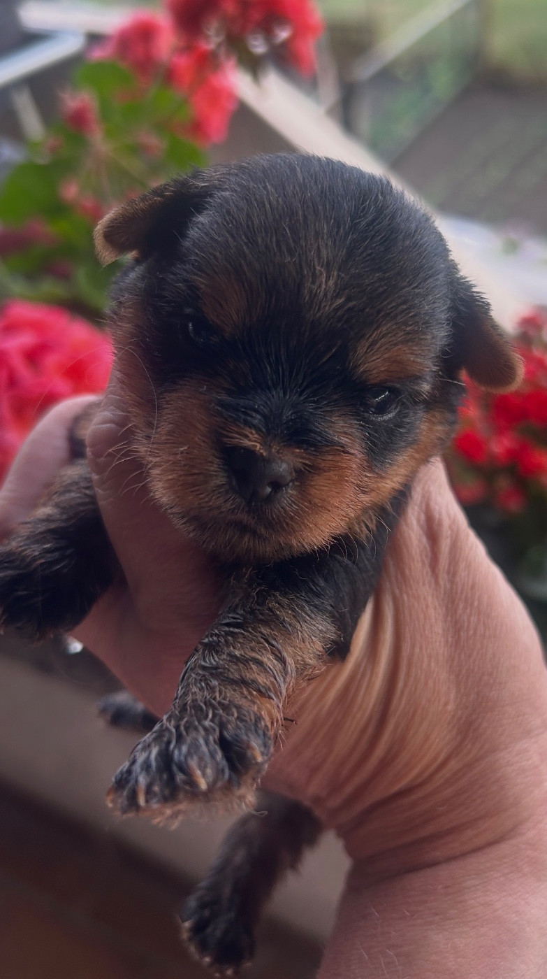 De L'Eternelle Smartys - Chiots disponibles - Yorkshire Terrier