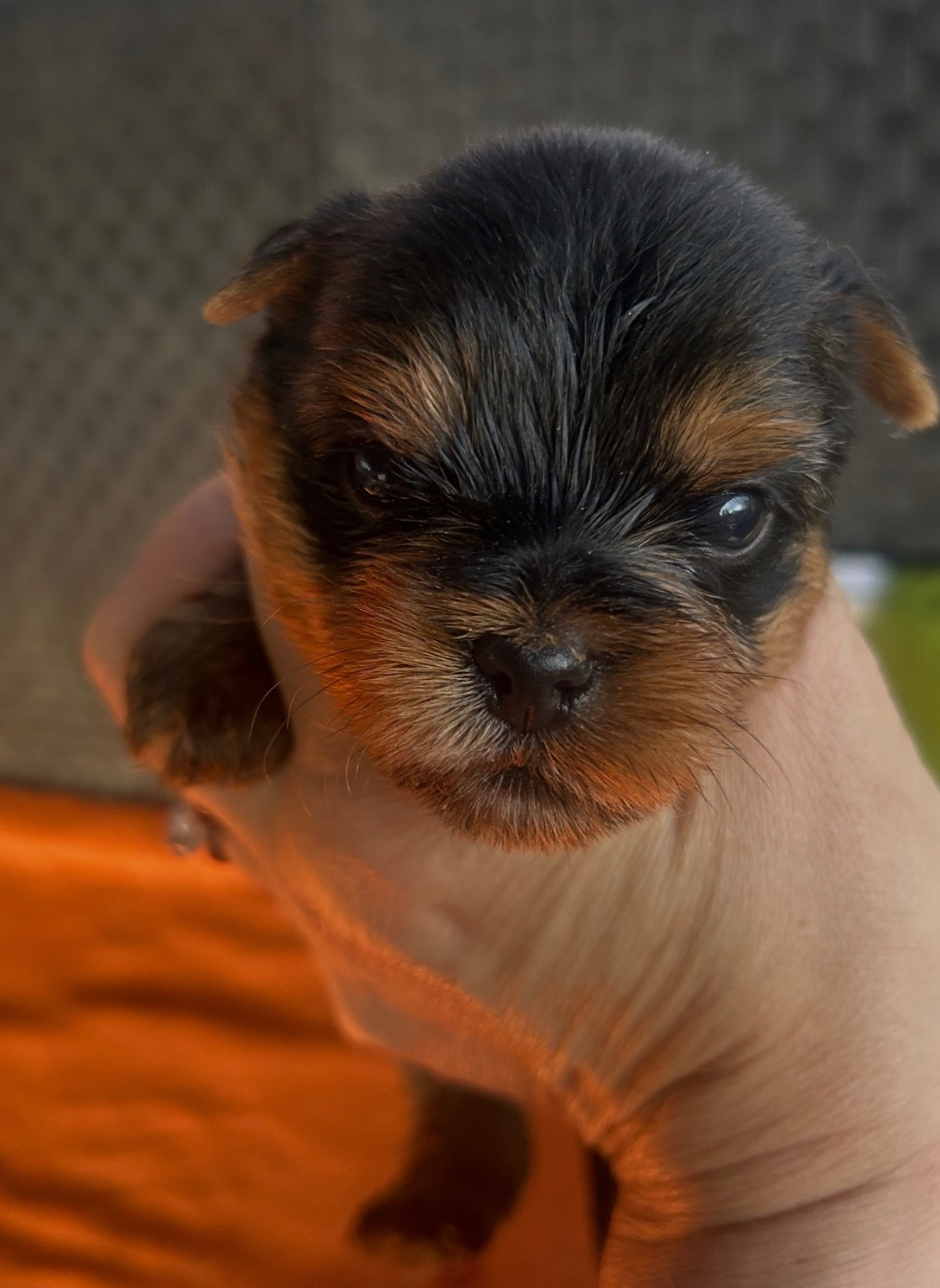 De L'Eternelle Smartys - Chiots disponibles - Yorkshire Terrier