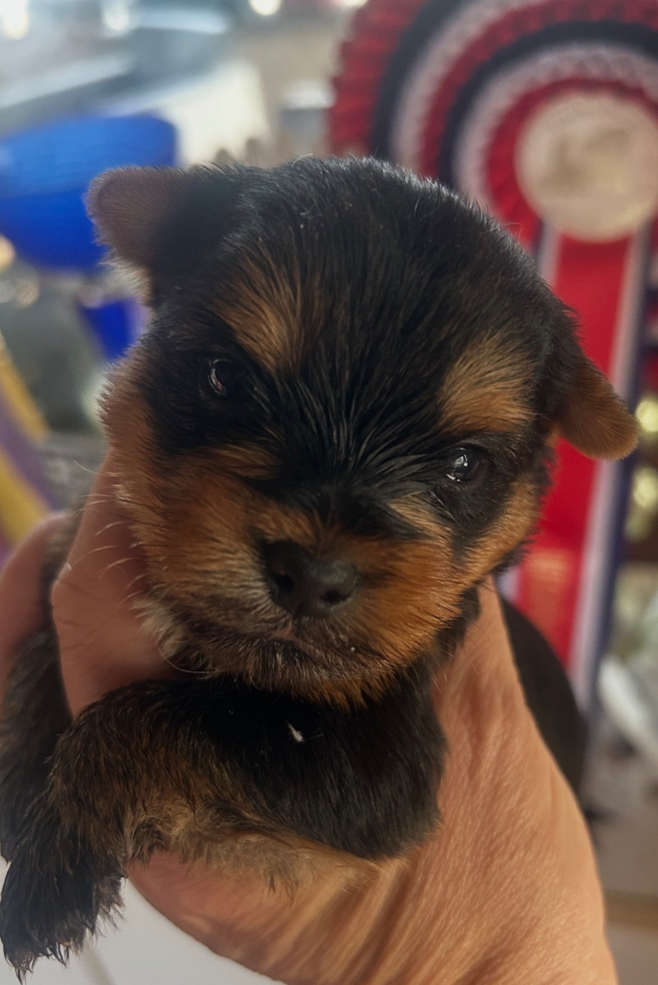 De L'Eternelle Smartys - Chiots disponibles - Yorkshire Terrier