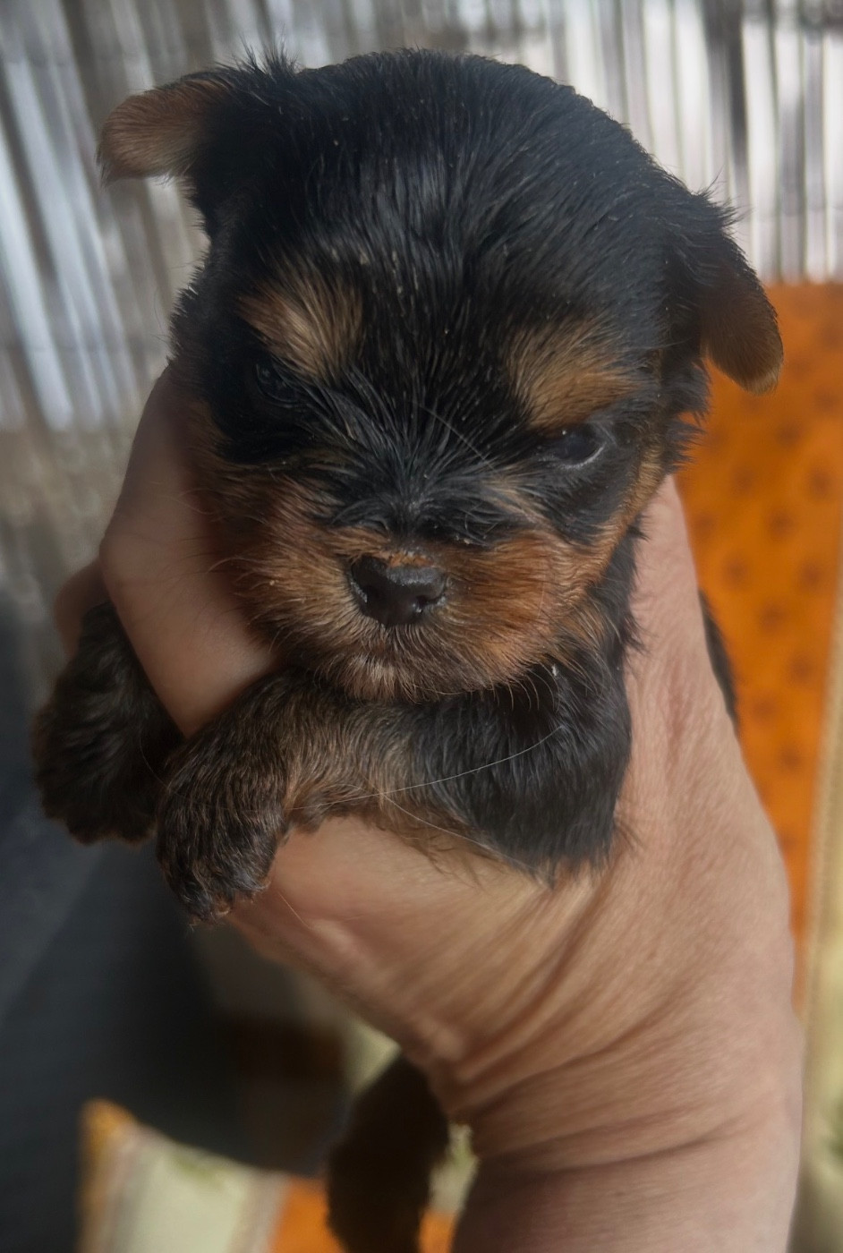 De L'Eternelle Smartys - Chiots disponibles - Yorkshire Terrier