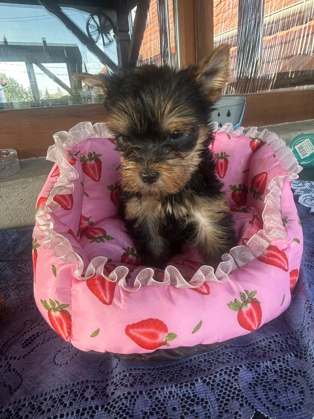 Chiot Yorkshire Terrier De L'Eternelle Smartys