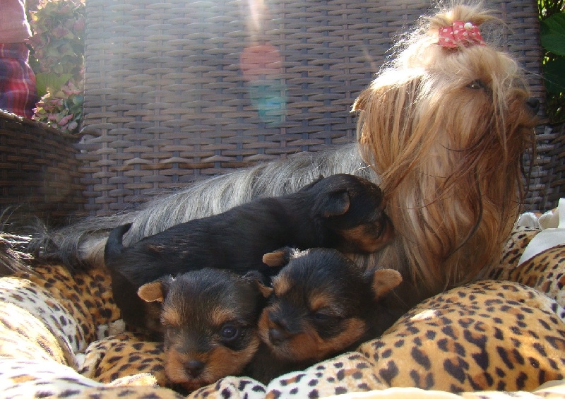 De L'Eternelle Smartys - Yorkshire Terrier - Portée née le 20/09/2013