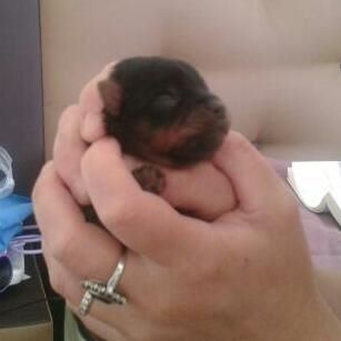 De L'Eternelle Smartys - Yorkshire Terrier - Portée née le 05/08/2014