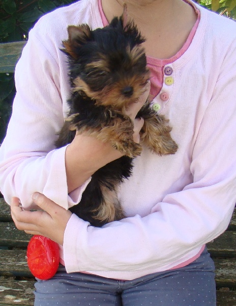 De L'Eternelle Smartys - Yorkshire Terrier - Portée née le 26/09/2013