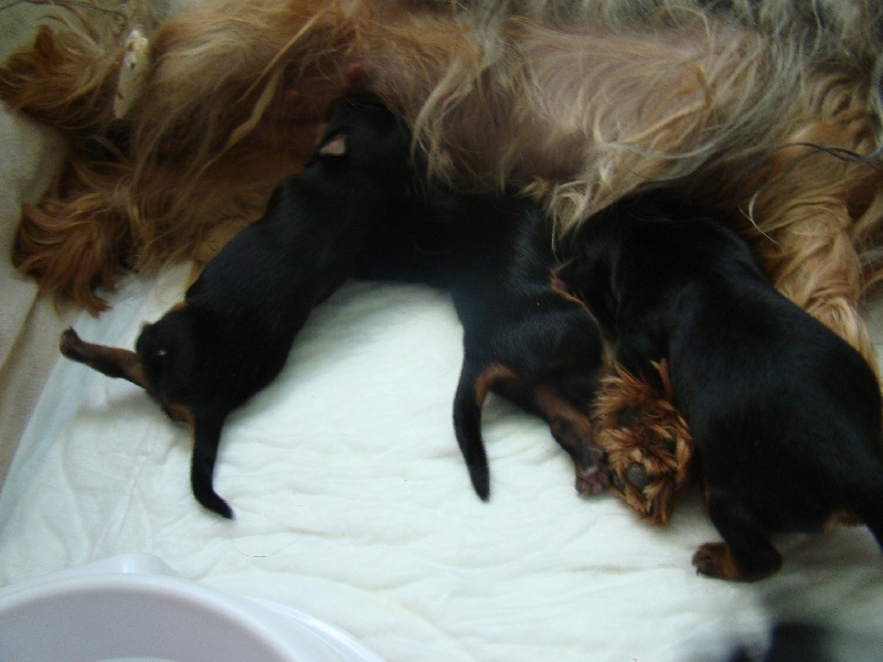 De L'Eternelle Smartys - Yorkshire Terrier - Portée née le 19/05/2014