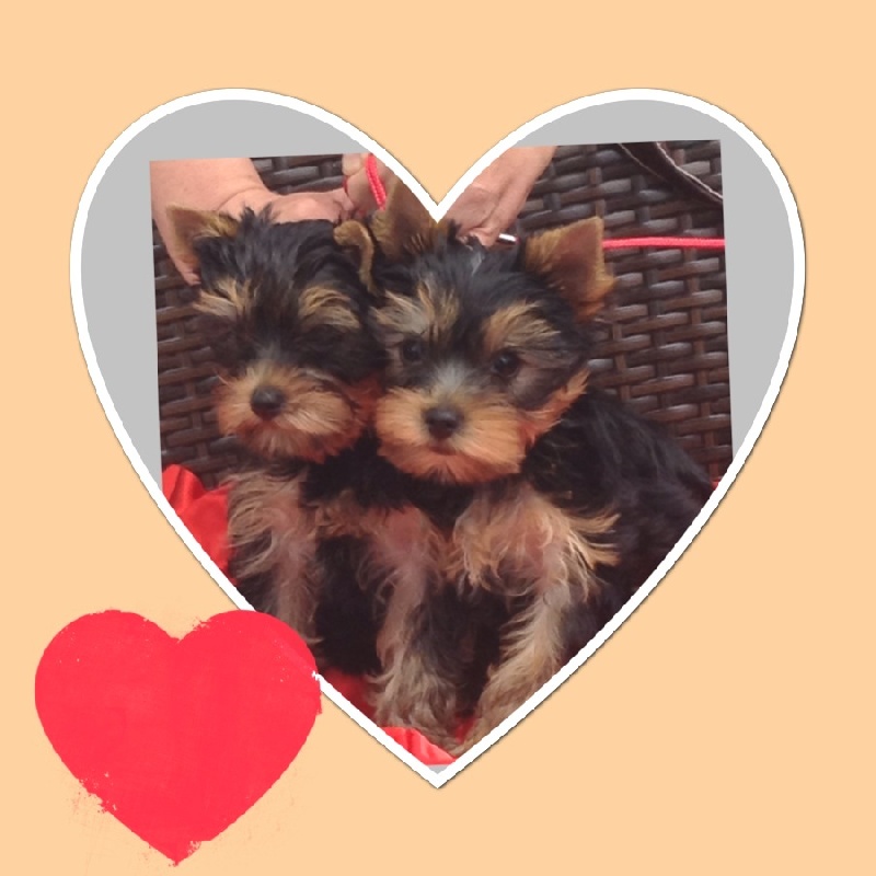 De L'Eternelle Smartys - Yorkshire Terrier - Portée née le 22/04/2014